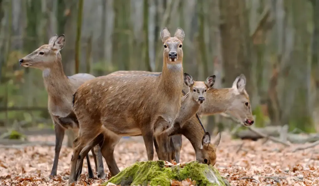 Group of deer in forest