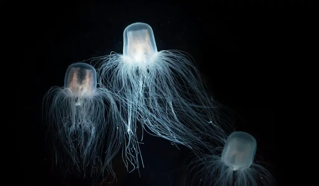 Group of immortal jellyfish 