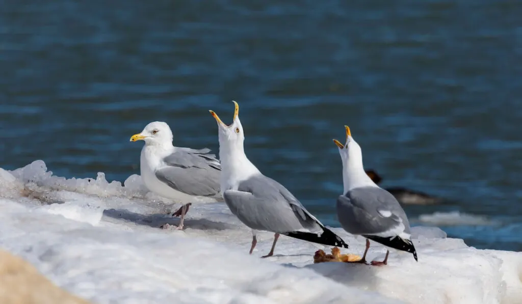 Herring seagulls on the shore of Lake Michigan Wisconsin
