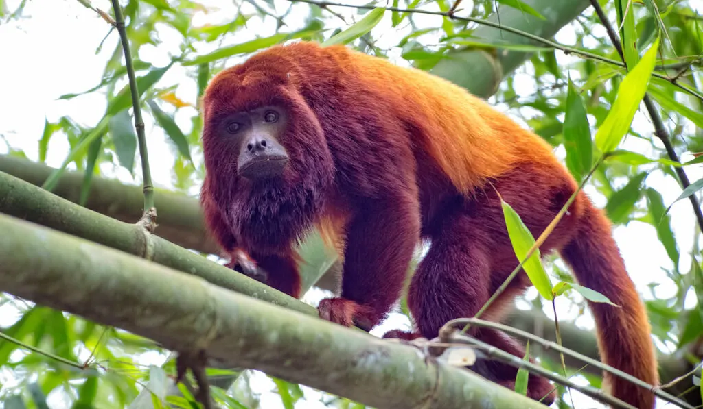 Howler money crossing over a bamboo forest in the Colombian mountains