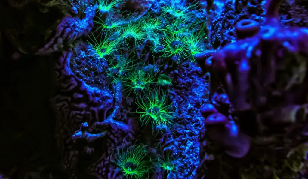 Jellyfish Nausithoe polyp stage fluorescent