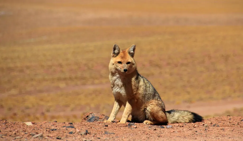 Lycalopex culpaeus also known as culpeo