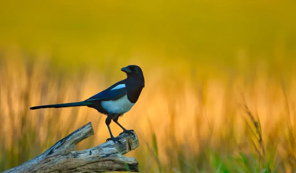 Magpie sitting on a broken tree trunk in the late afternoon