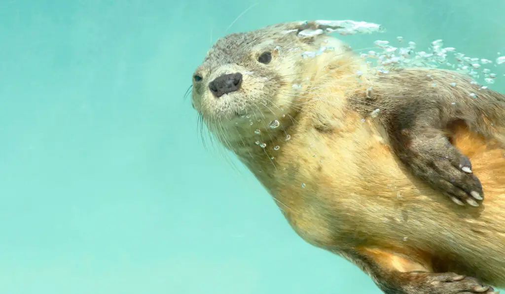 Marine otter (Lontra felina) beautiful sea otter underwater swimming
