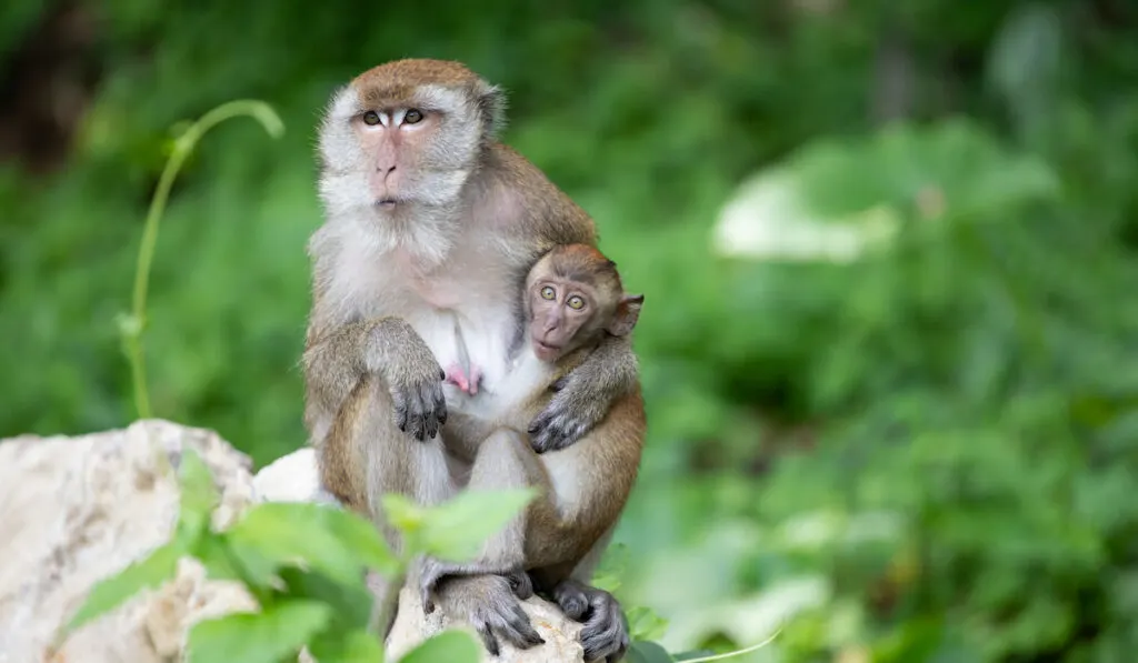 Mother macaque and it's baby in the jungle in Thailand