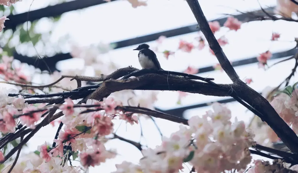 Oriental magpie robin bird on sakura tree