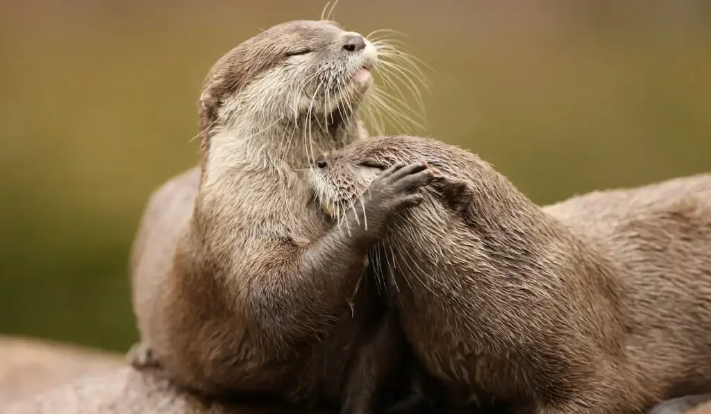 Oriental short-clawed otters cuddling