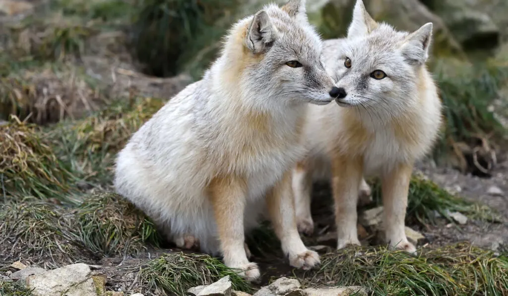 Pair of Corsac Fox ( Vulpes corsac ) in winter coat