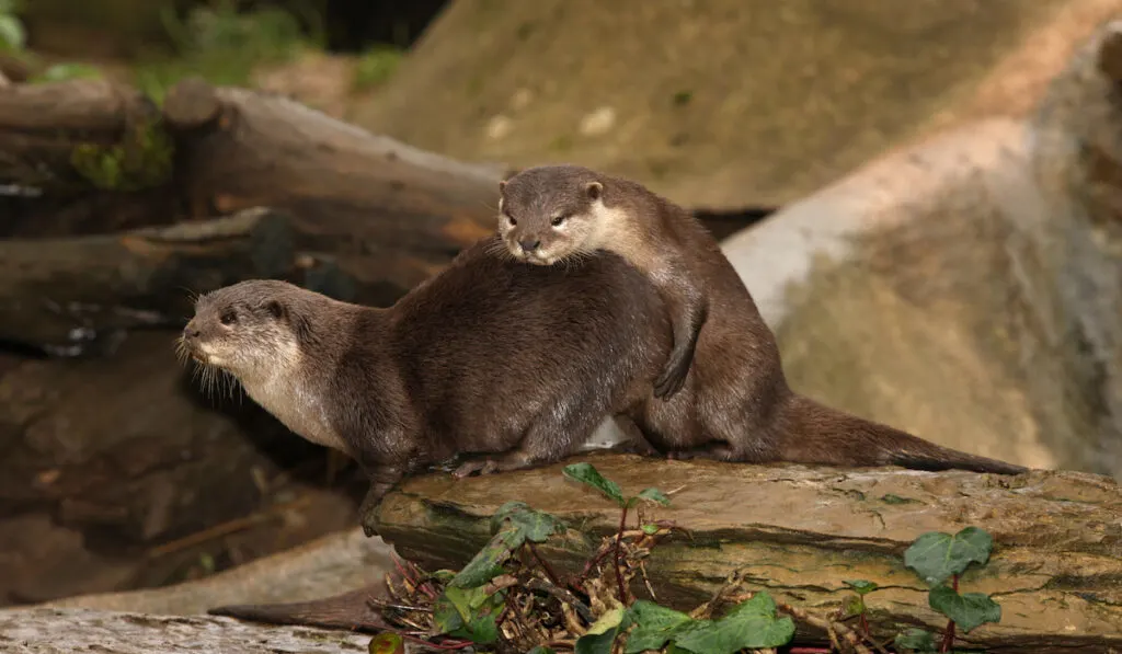 Pair of European otters mating