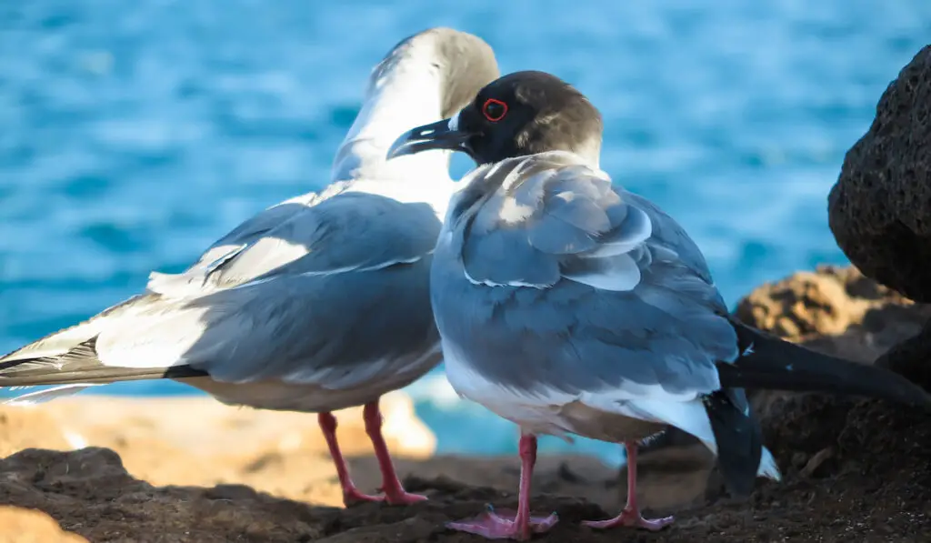 Pair of lava gulls on the sunset