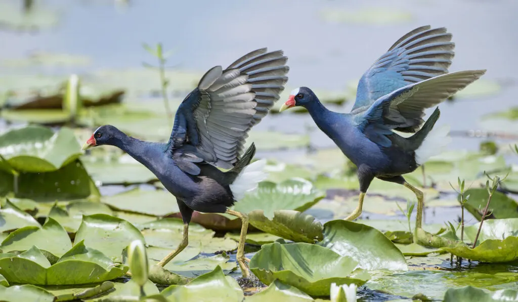 Pair of purple gallinules walking on lily pads