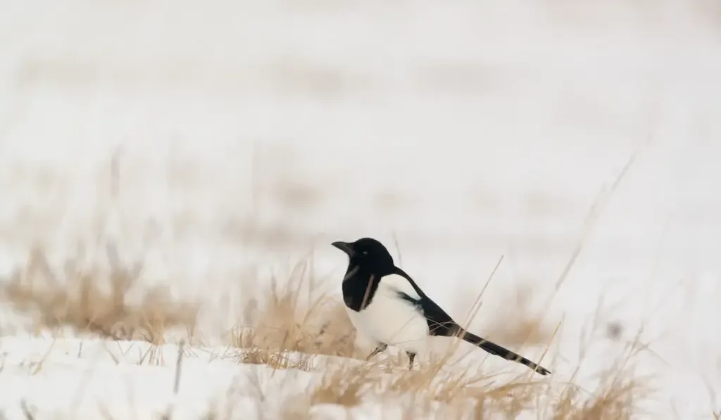 Photo of magpie bird on the snow