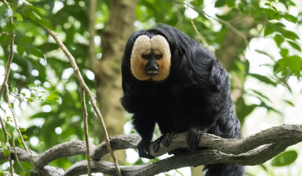 Portrait of white faced saki monkey 