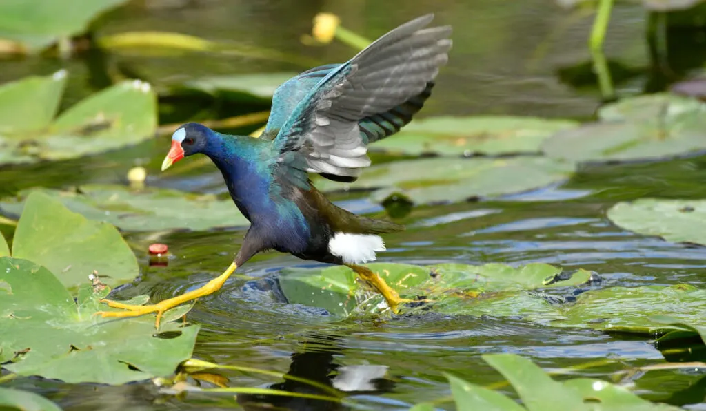 Purple gallinule walking