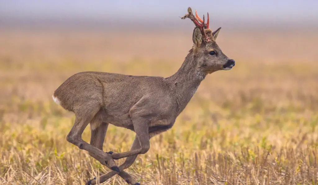 Roe deer running through grassland