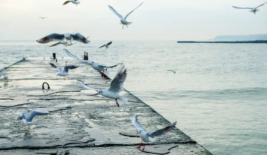 Seagulls flying over pier