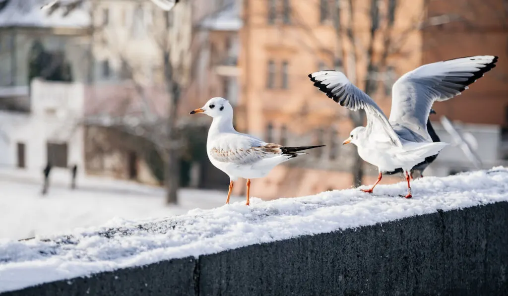 Seagulls in snow on railing of Charles Bridge