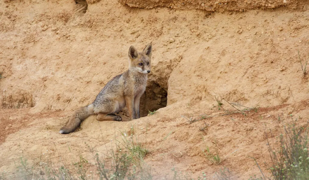 Selective focus of Pampas fox sitting next to its nest