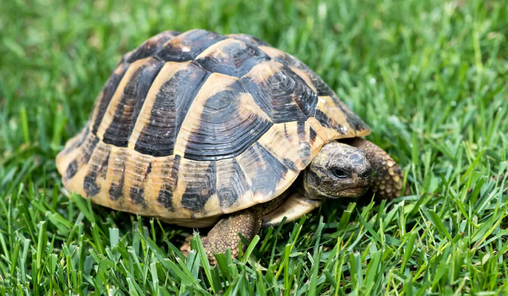 Small turtle close-up crawling over green grass on fresh cut lawn