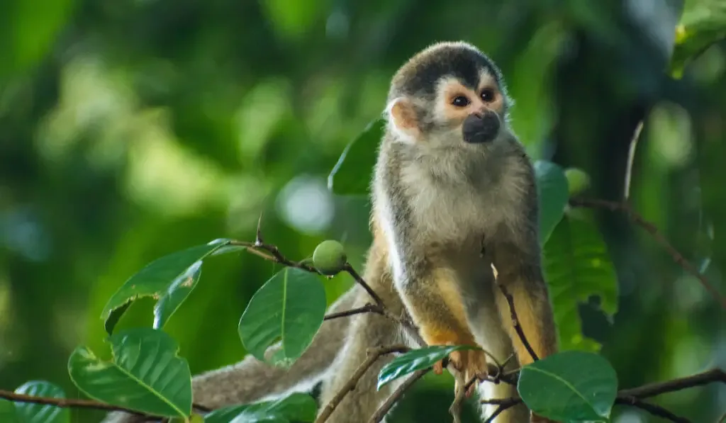 Squirrel monkey standing on a branch of a tree