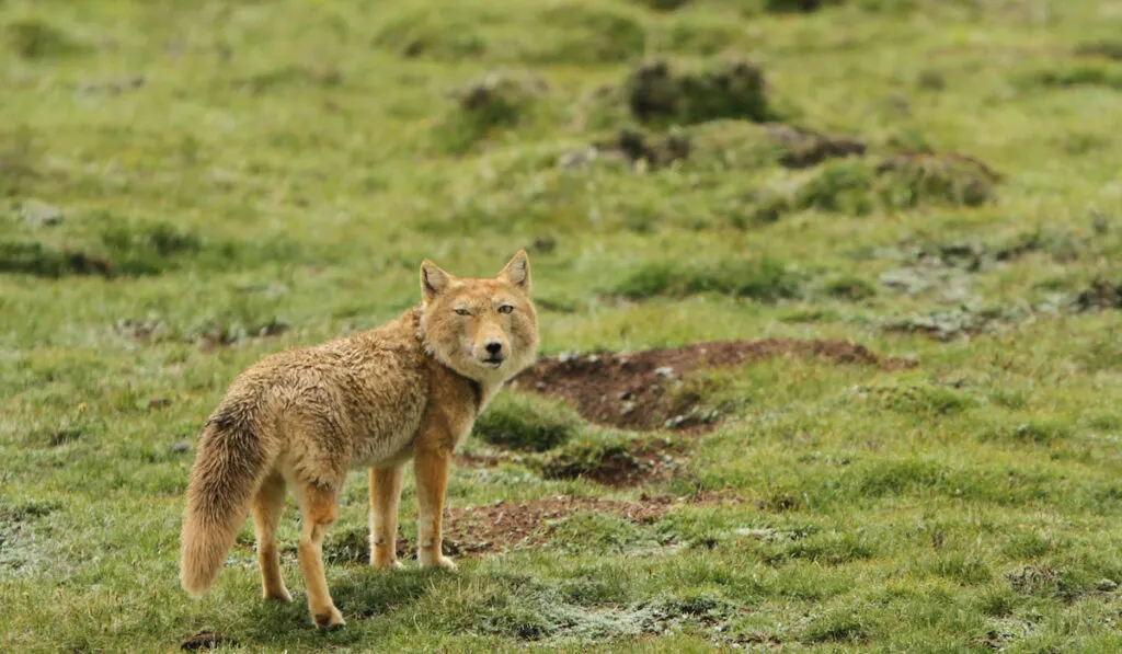 Tibetan sand fox ( vulpes ferrilata ) walking on the upland plains in China