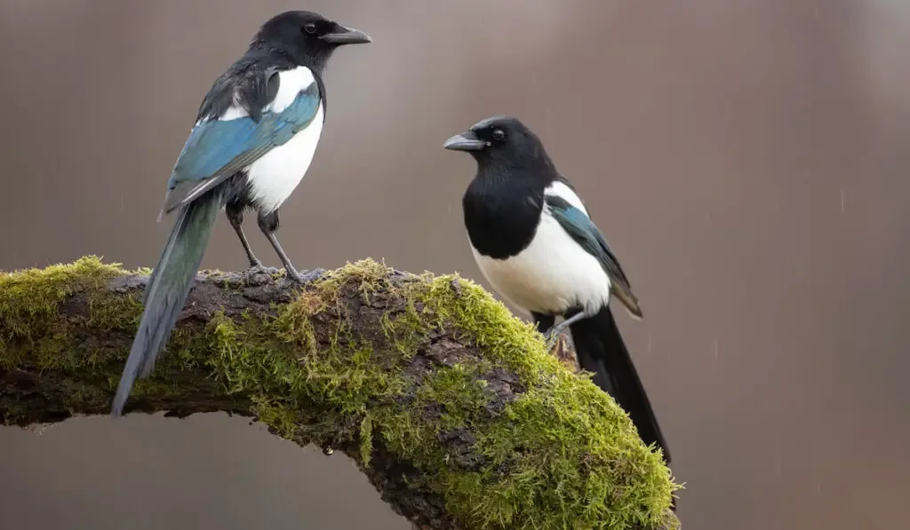 Two eurasian magpies on a branch of a tree covered with moss