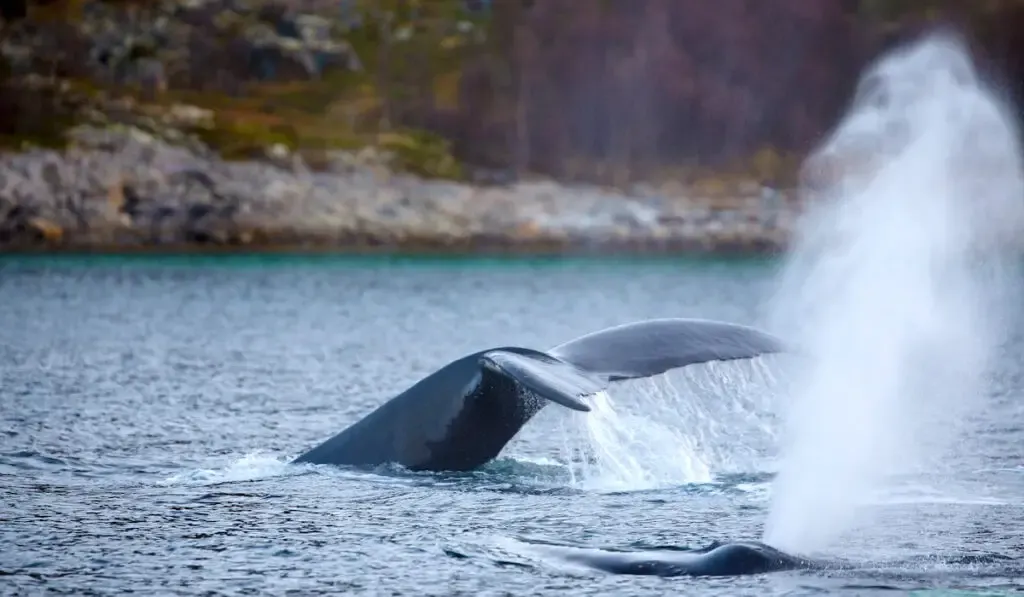 Two large humpback whales in the arctic one shows tail fin and other a fountain of steam when the whale breathes out
