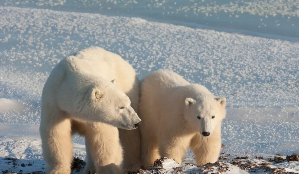 Two polar bears side by side on a snowfield in Manitoba