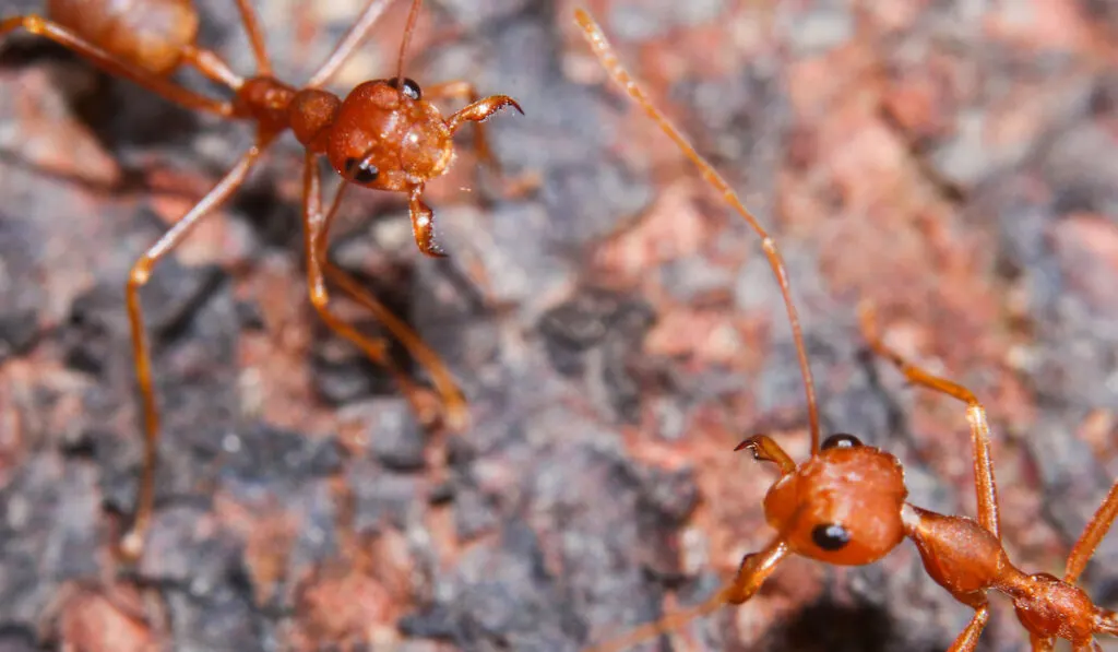 Two red fire ants close up