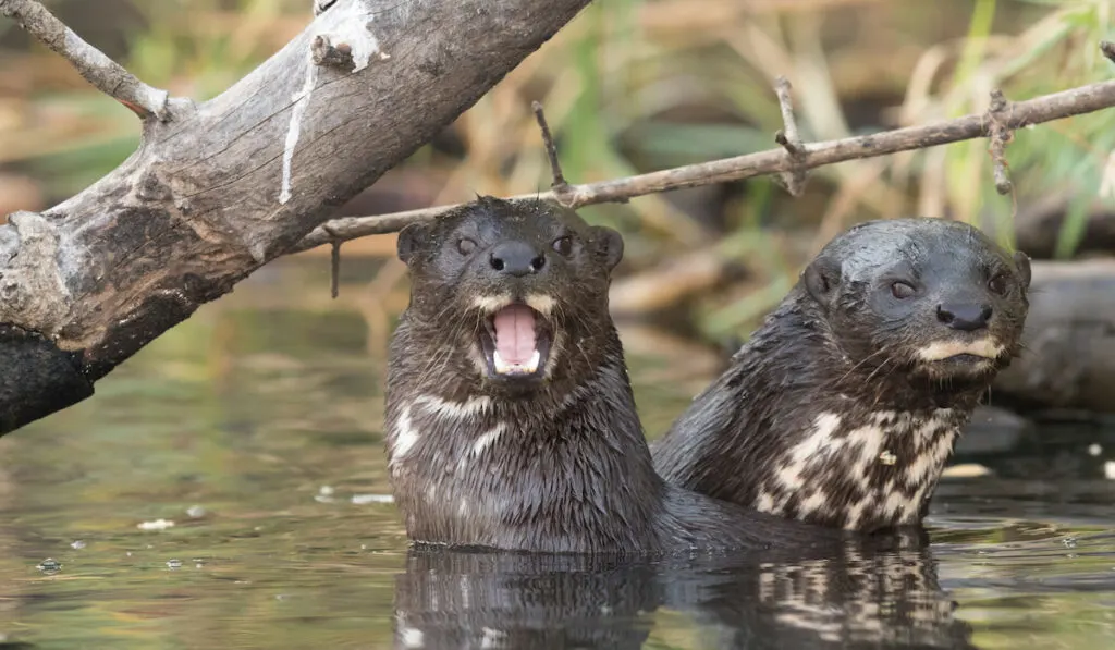 Two spotted-necked otters on the edge of a river with both facing on the camera