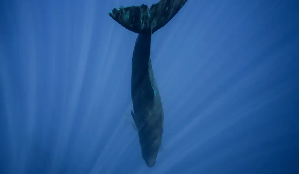 Underwater shot of sleeping whale 