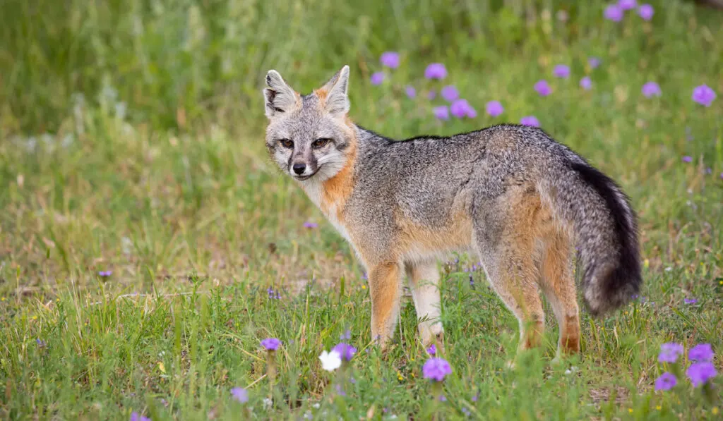 Urocyon Cinereoargenteus also known as gray fox 