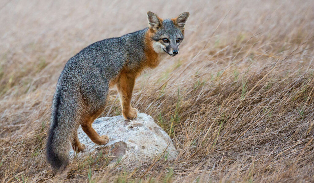 Urocyon littoralis also known as wild island fox searching for food in Channel Island National Park