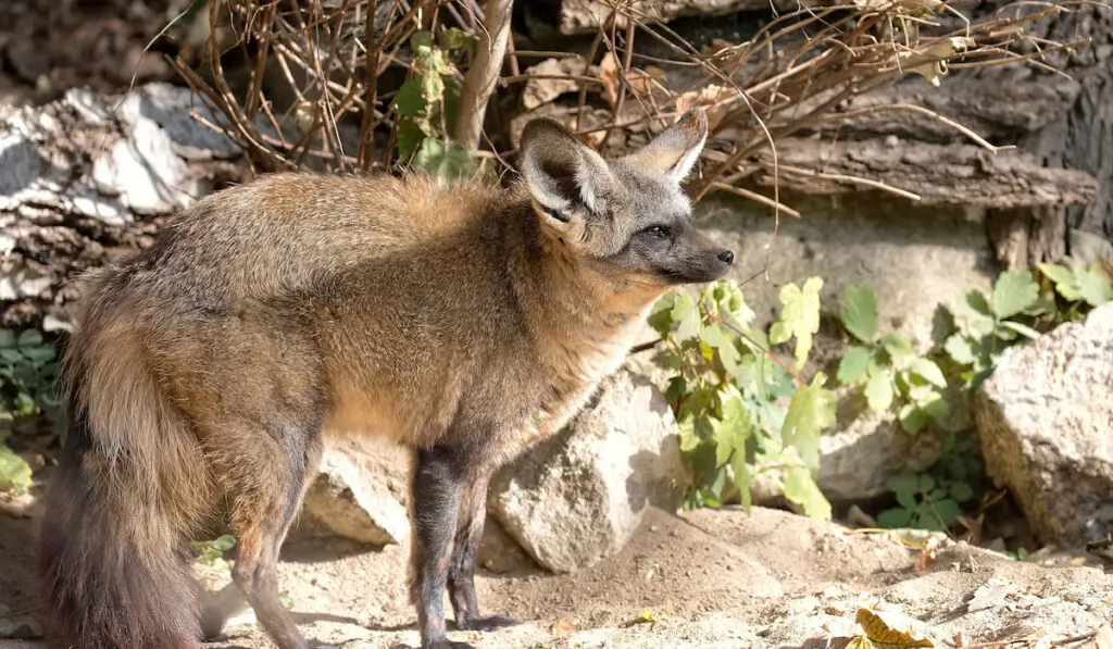 Vulpes Cana also known as Blanfords fox in the forest