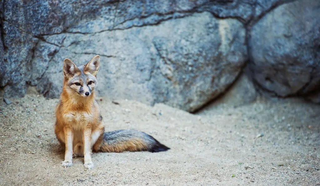 Vulpes Macrotis also known as Kit Fox 