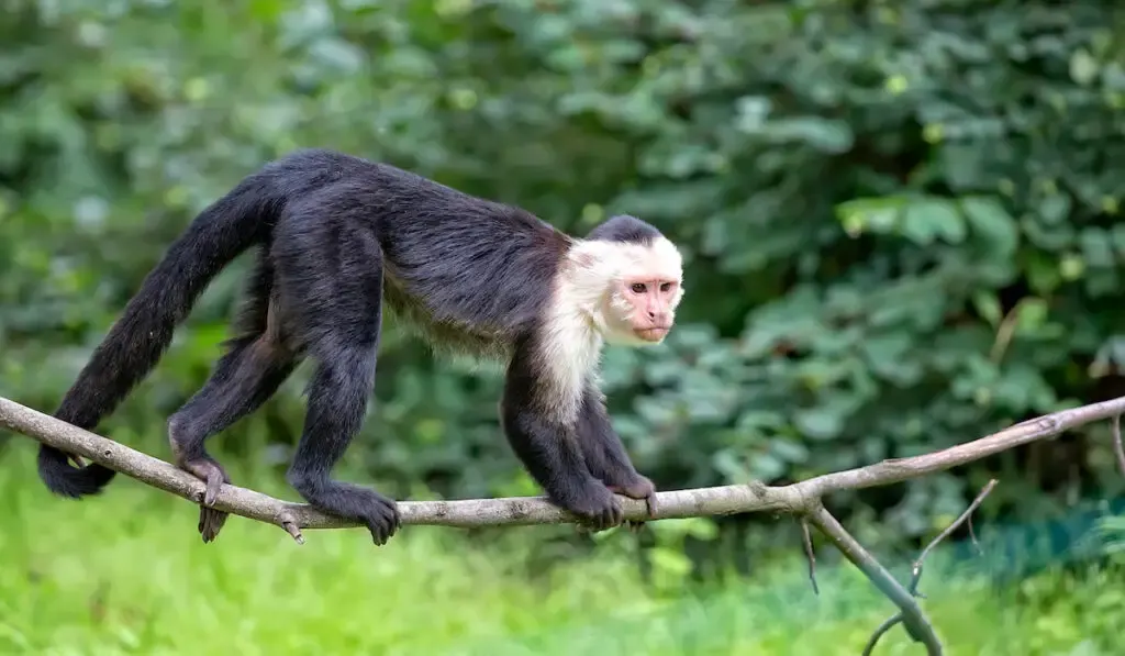 White throated Capuchin in the wild 