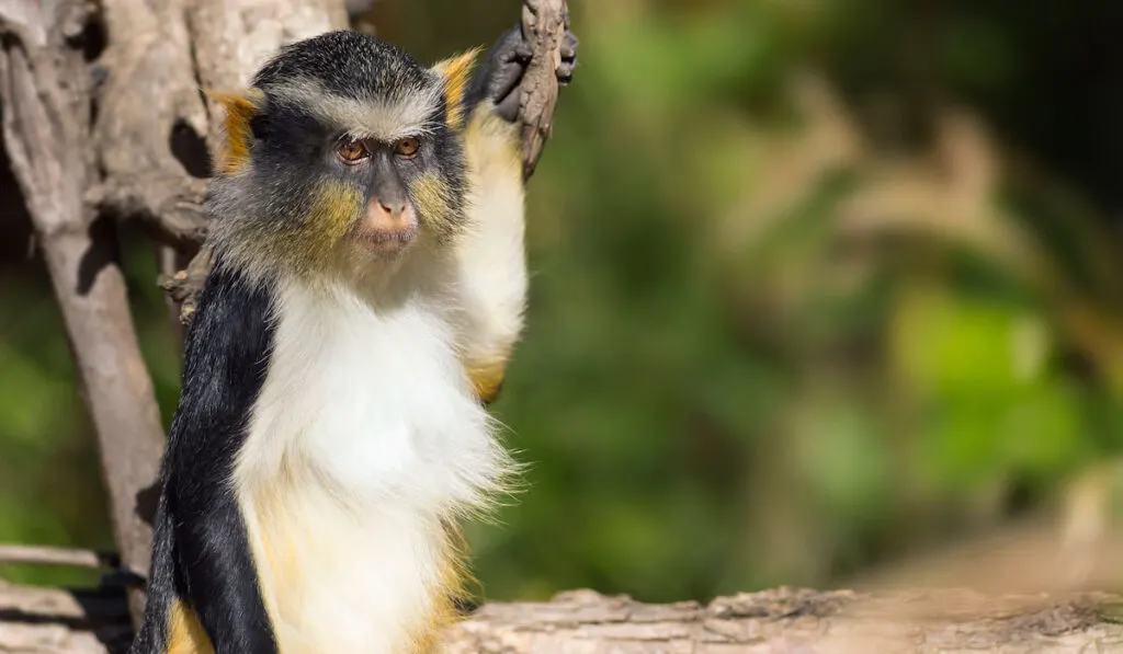 Wolf guenon monkey holding a branch of a tree