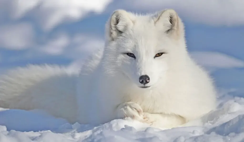 arctic fox lies in the snow