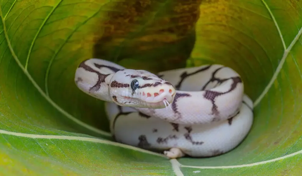 close up shot of a ball python on a green leaf