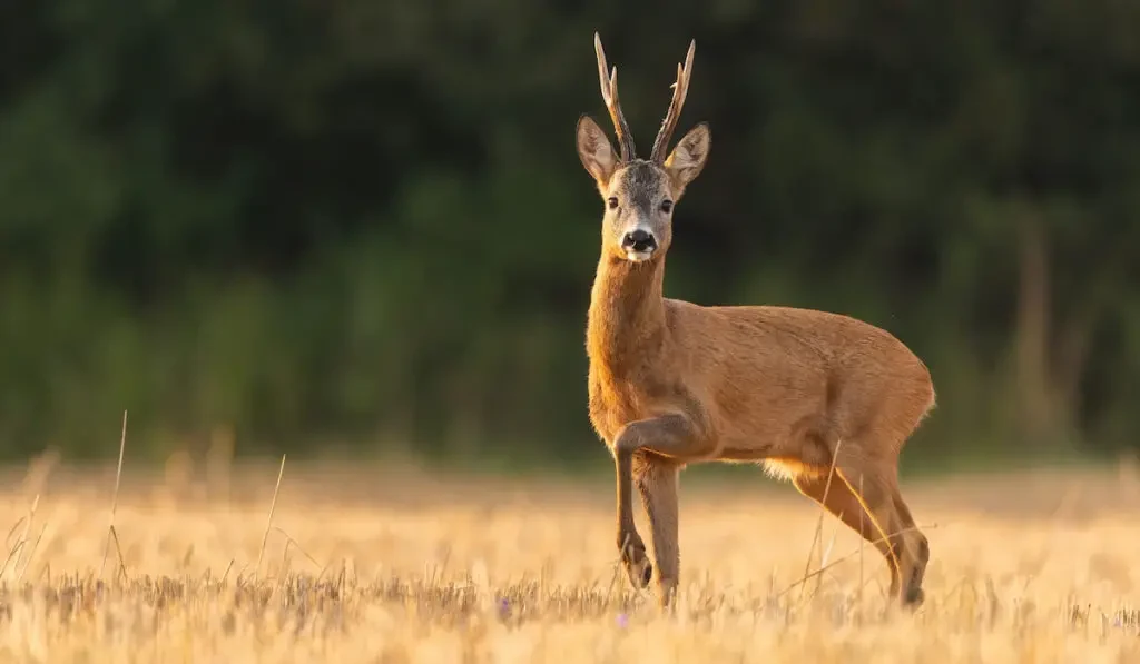 red deer with antlers looking into the camera on meadow in autumn