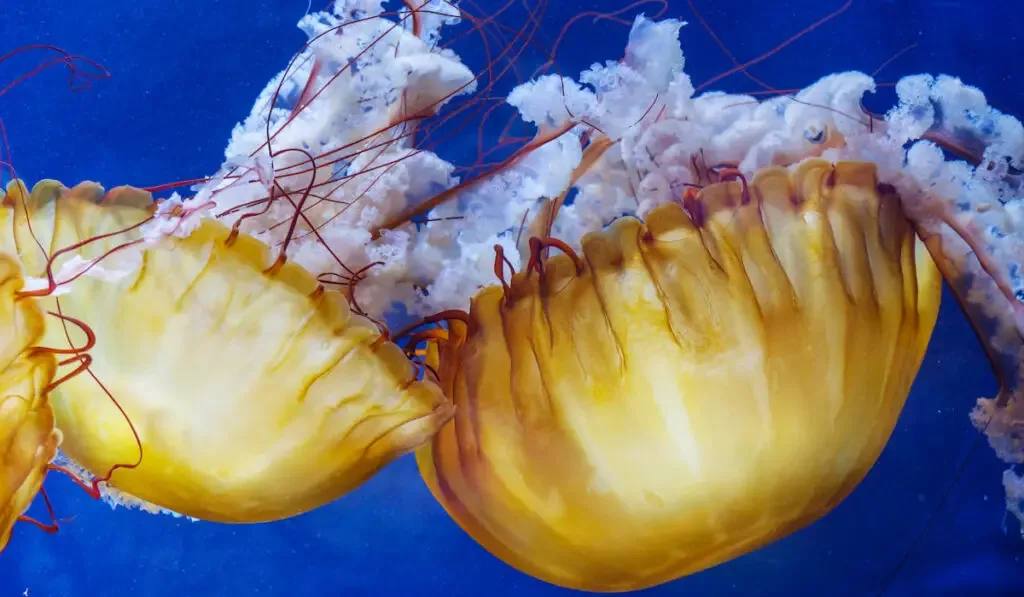 yellow unusual jellyfish on blue sea background