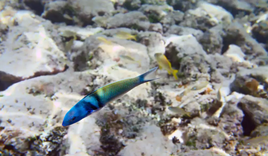 Bluehead wrasse fish on the sea bottom rocks background