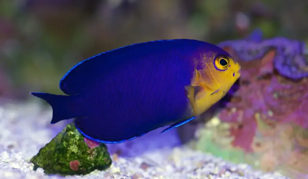 Centropyge argi also known as Cherub Pygmy Angelfish