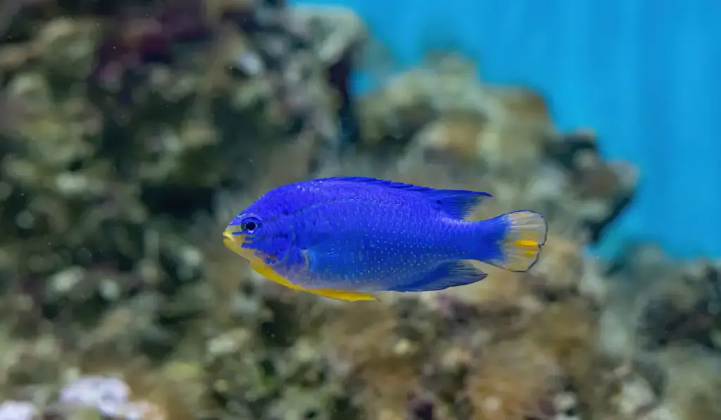 Chrysiptera cyanea also known as sapphire devil underwater