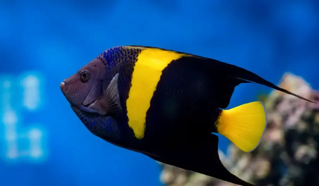 Closeup view of pomacanthus asfur also known as Arabian angelfish in aquarium