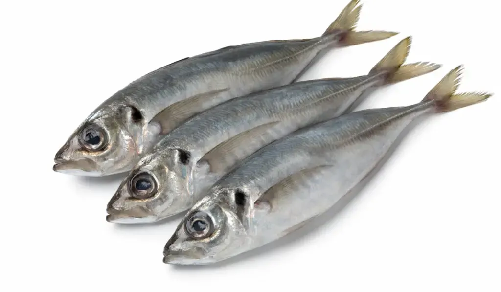 Fresh raw horse mackerels on white background