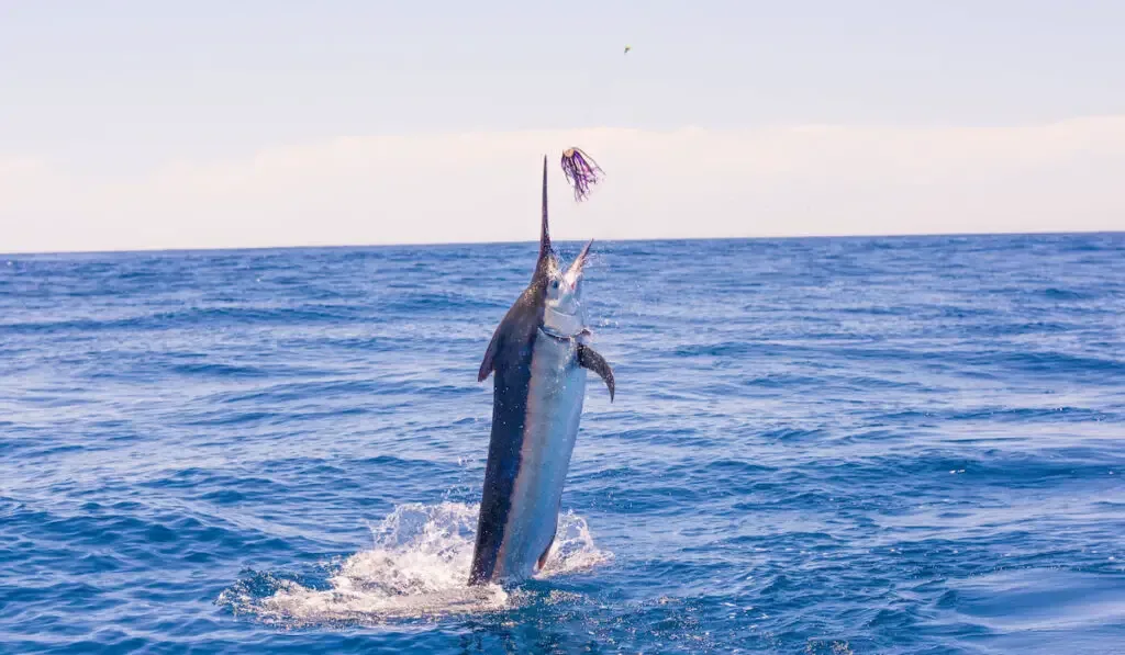 Jumping blue marlin