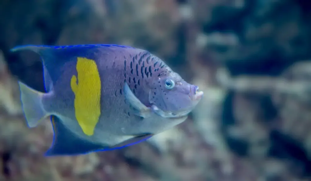 Pomacanthus maculosus also known as yellowbar angelfish