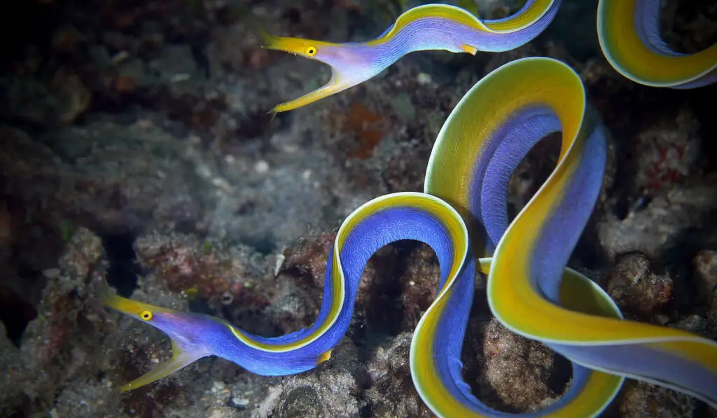yellow and blue dual color Ribbon eel
