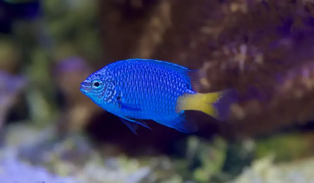 Yellowtail Damselfish, chrysiptera parasema underwater 